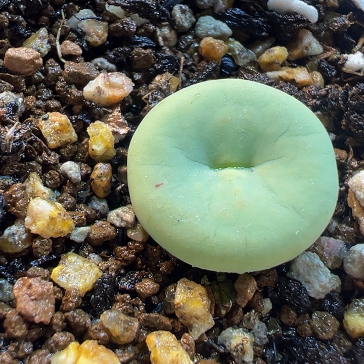 852多肉植物种类多样