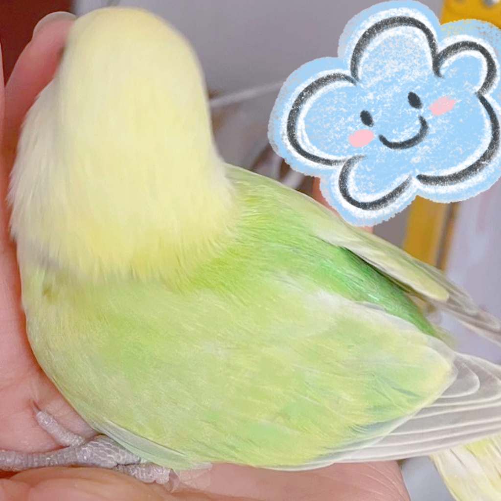 手养亲人牡丹鹦鹉活体可互动观赏好喂养直播间一物一拍