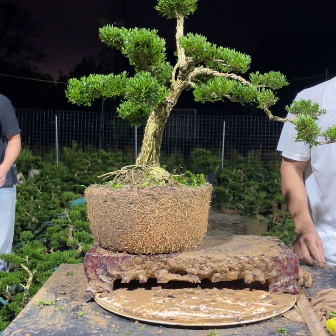 完全开放种**瓜黄杨盆景