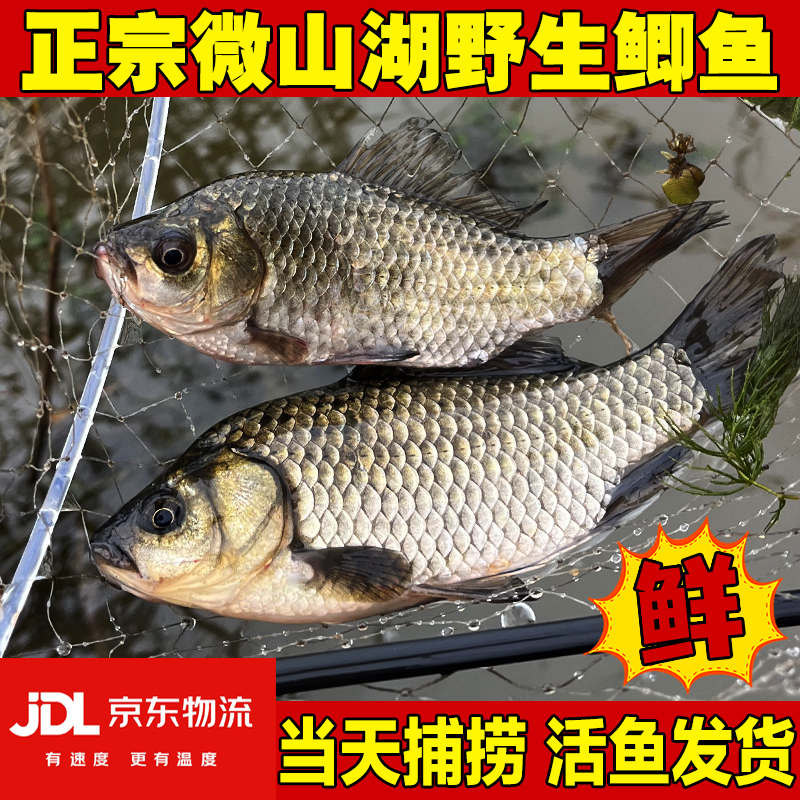 每条4两以上 特大号微山湖野生鲫鱼现捕捞活鱼到家保鲜不保活