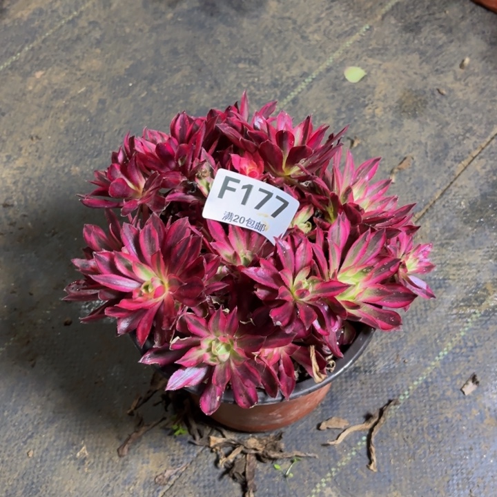 瑞妈，，，。。。。177凤凰超白，