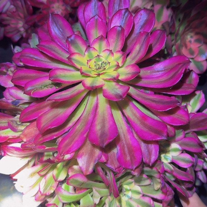 舞天姬大波浪捧花开播福利