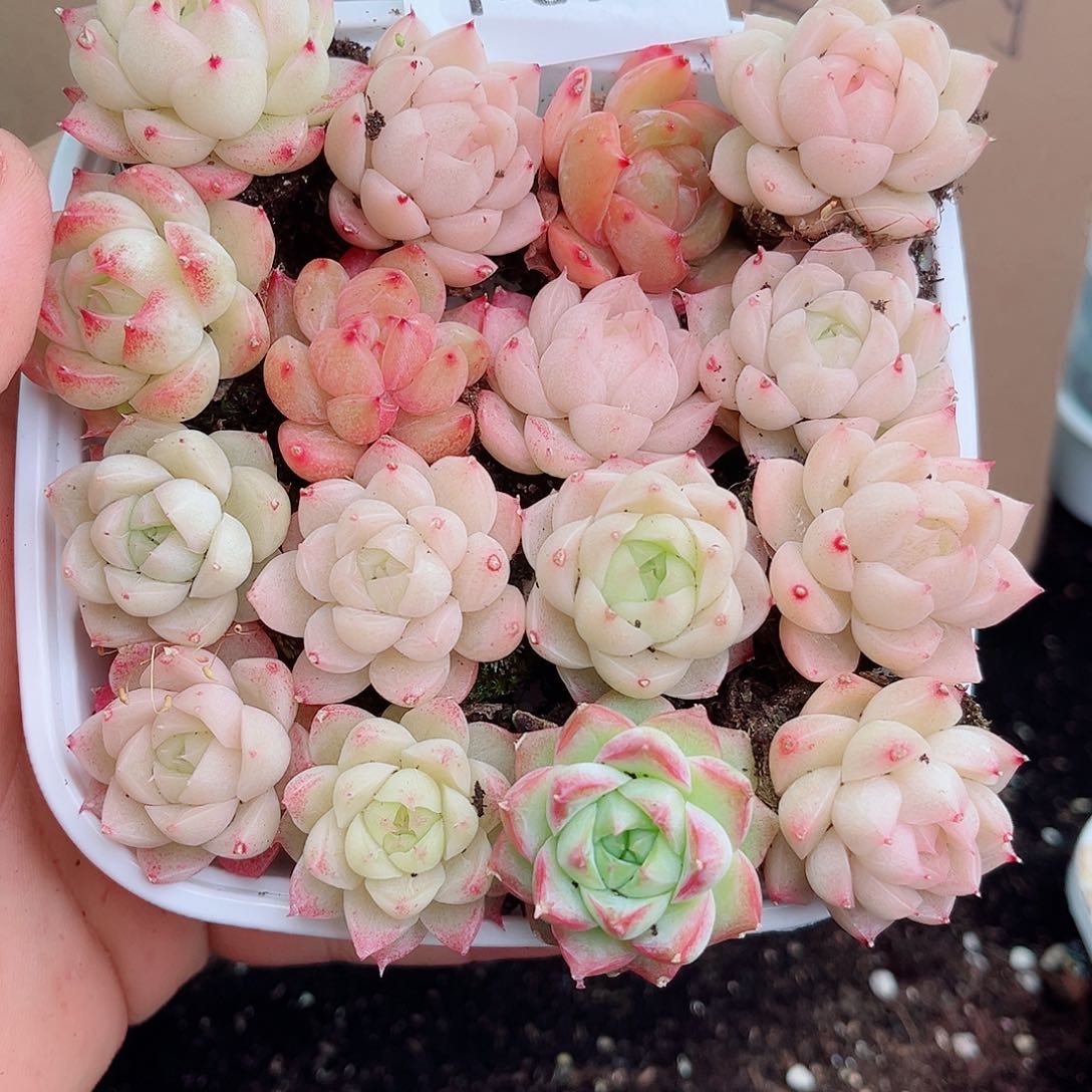 1-577 新疆西藏内蒙不发12.8包邮2-3公分