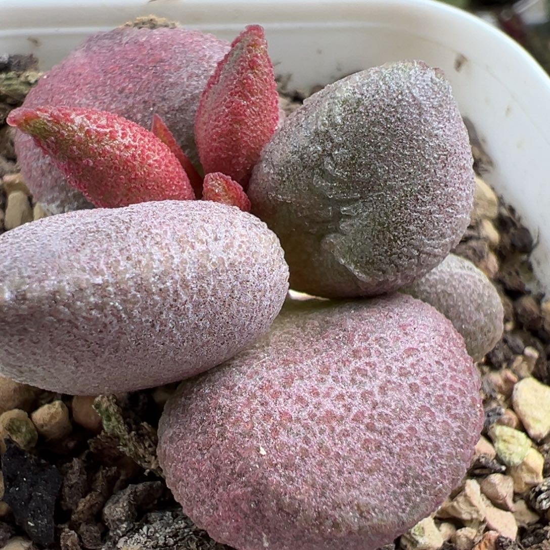 实生新品多肉植物水泡