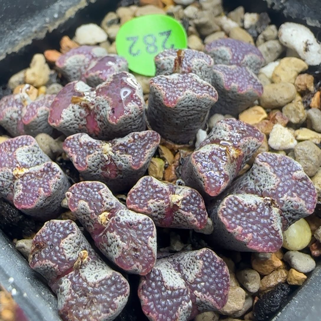 鱼子酱大窗超碟群多肉282