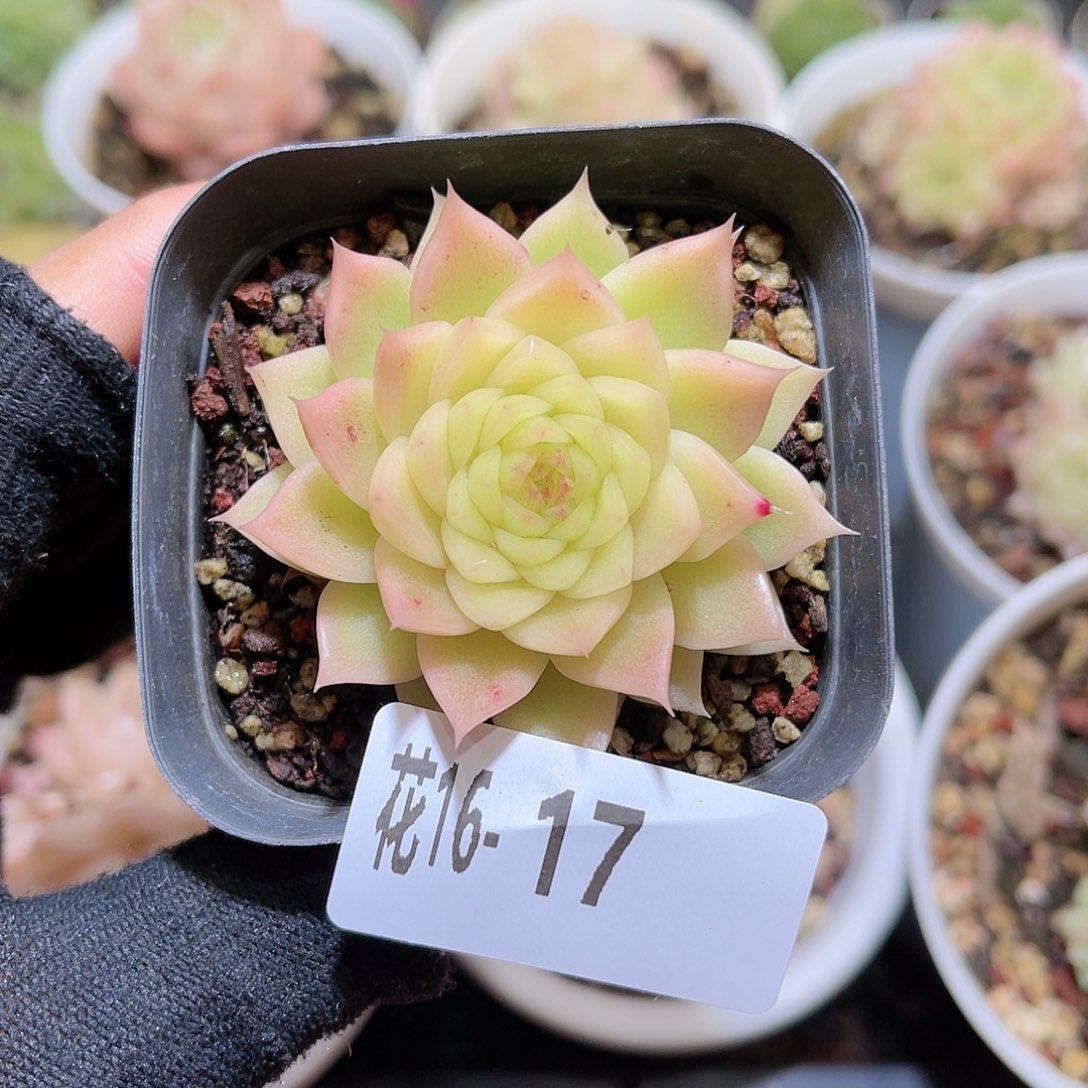 花16-17新品单头