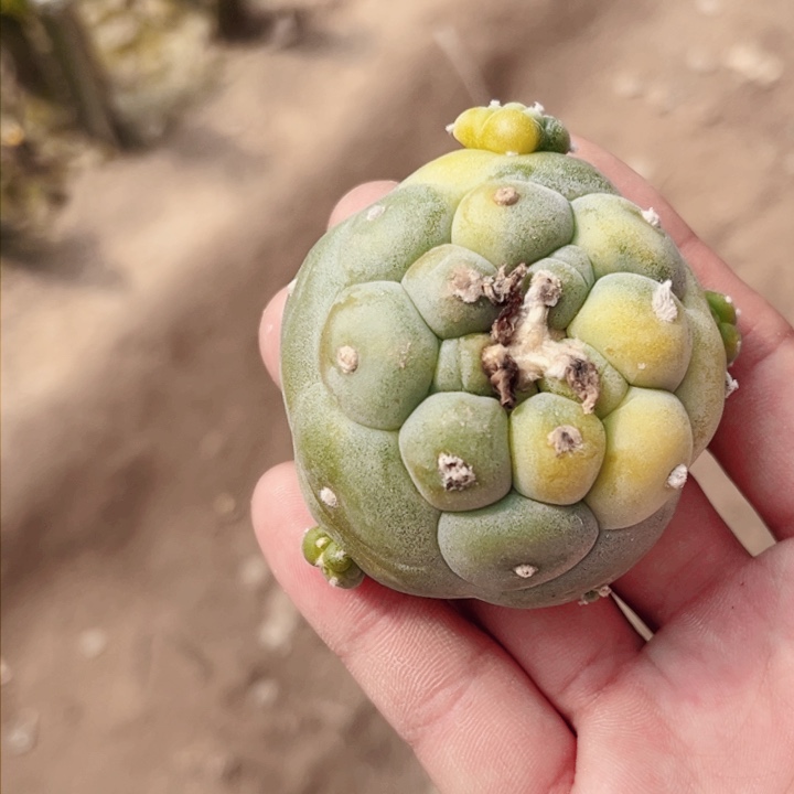 草球佛头锦落地无根