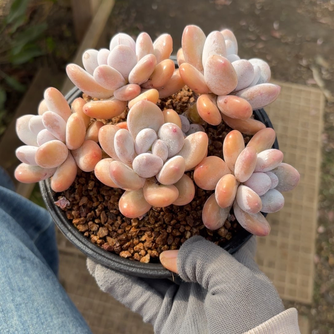 橙雪球杂88888800000000000