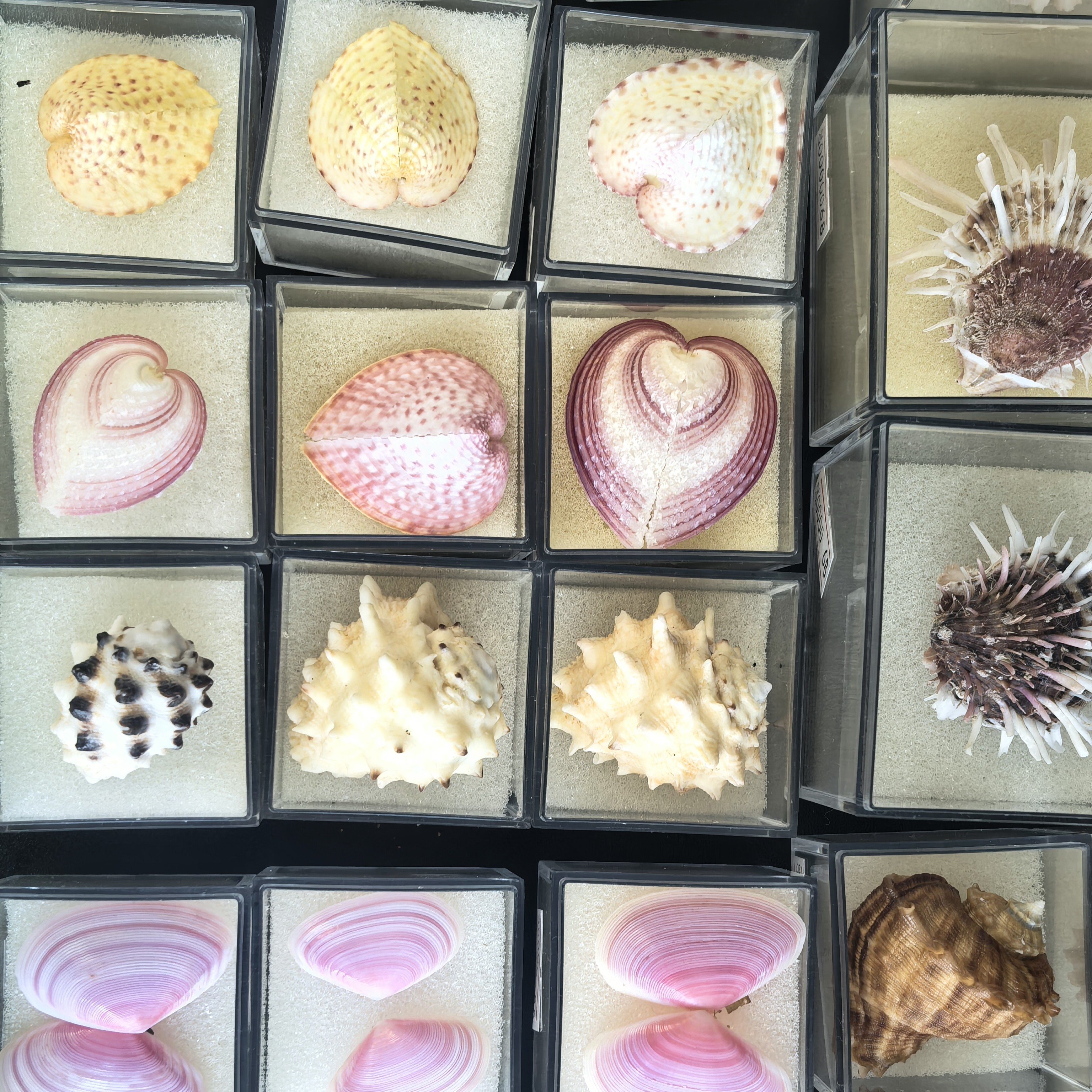 ［直播间专拍］贝壳海螺 一物一拍 多价位可选 直接下单不发货