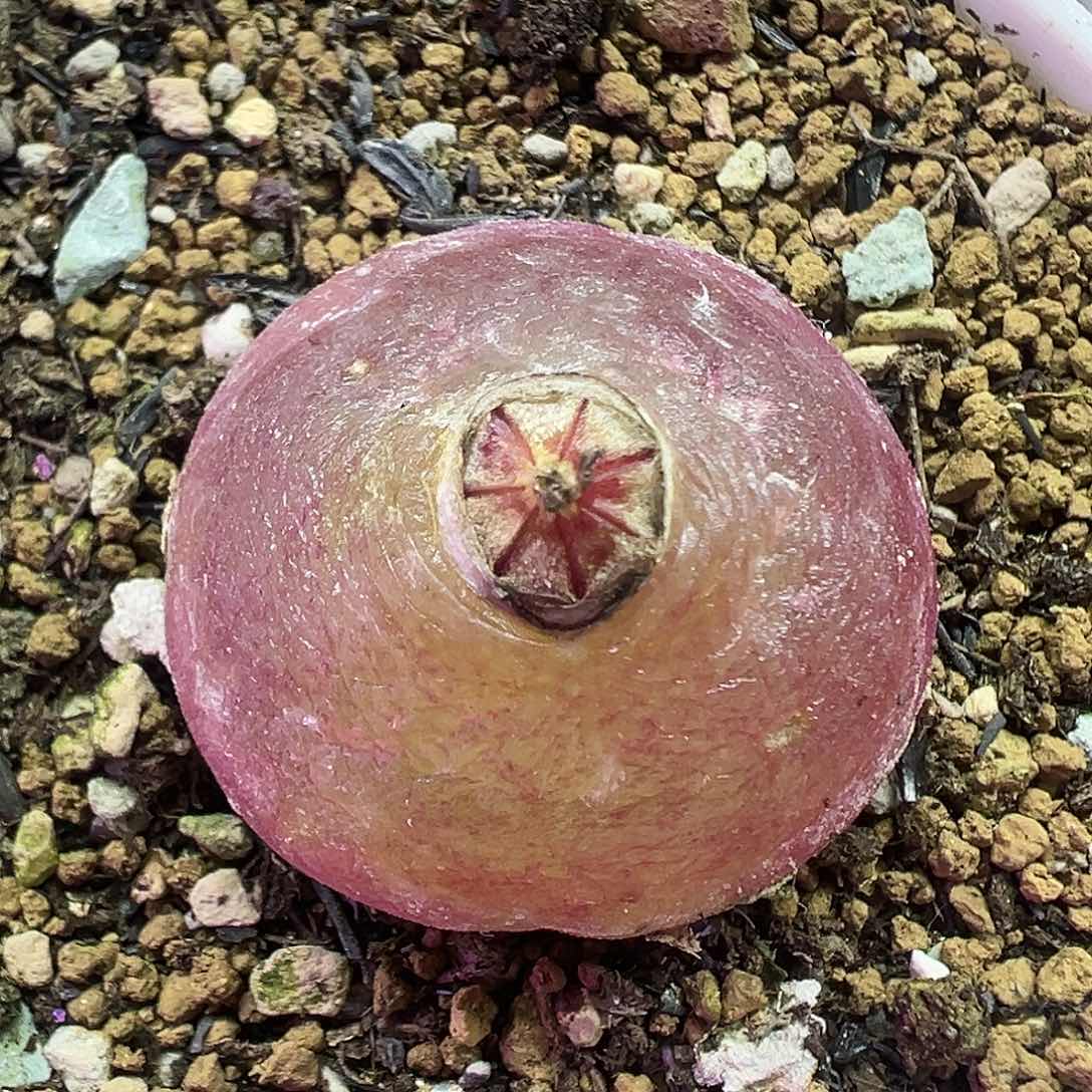 504灯泡带盆土发货