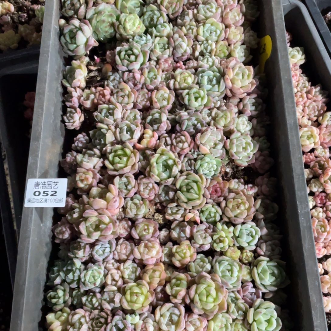 云***儿珍妮混一物一拍052.