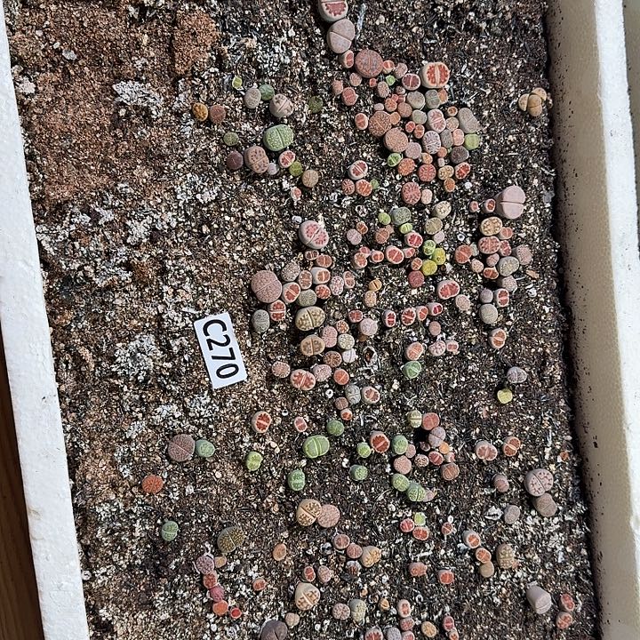 生270石花整框脱土发货不售后