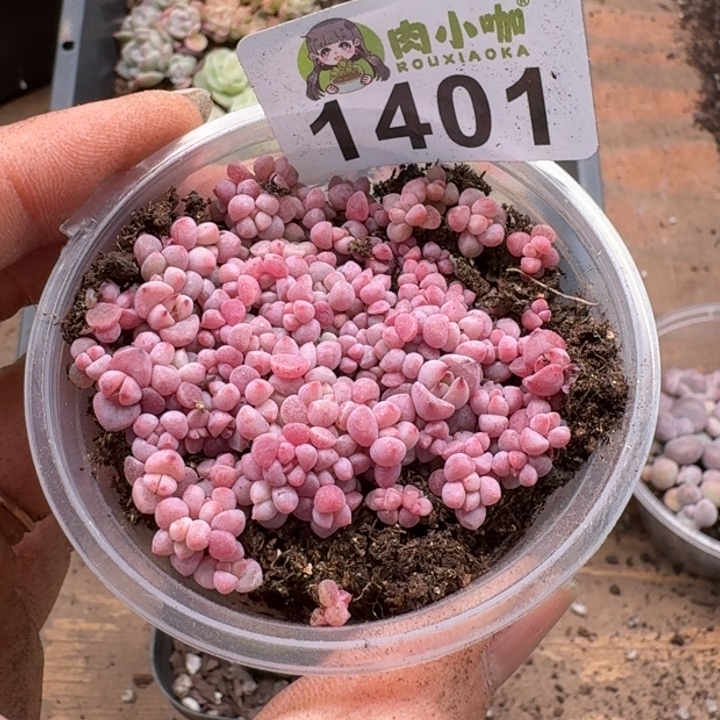 多肉植物多肉植物