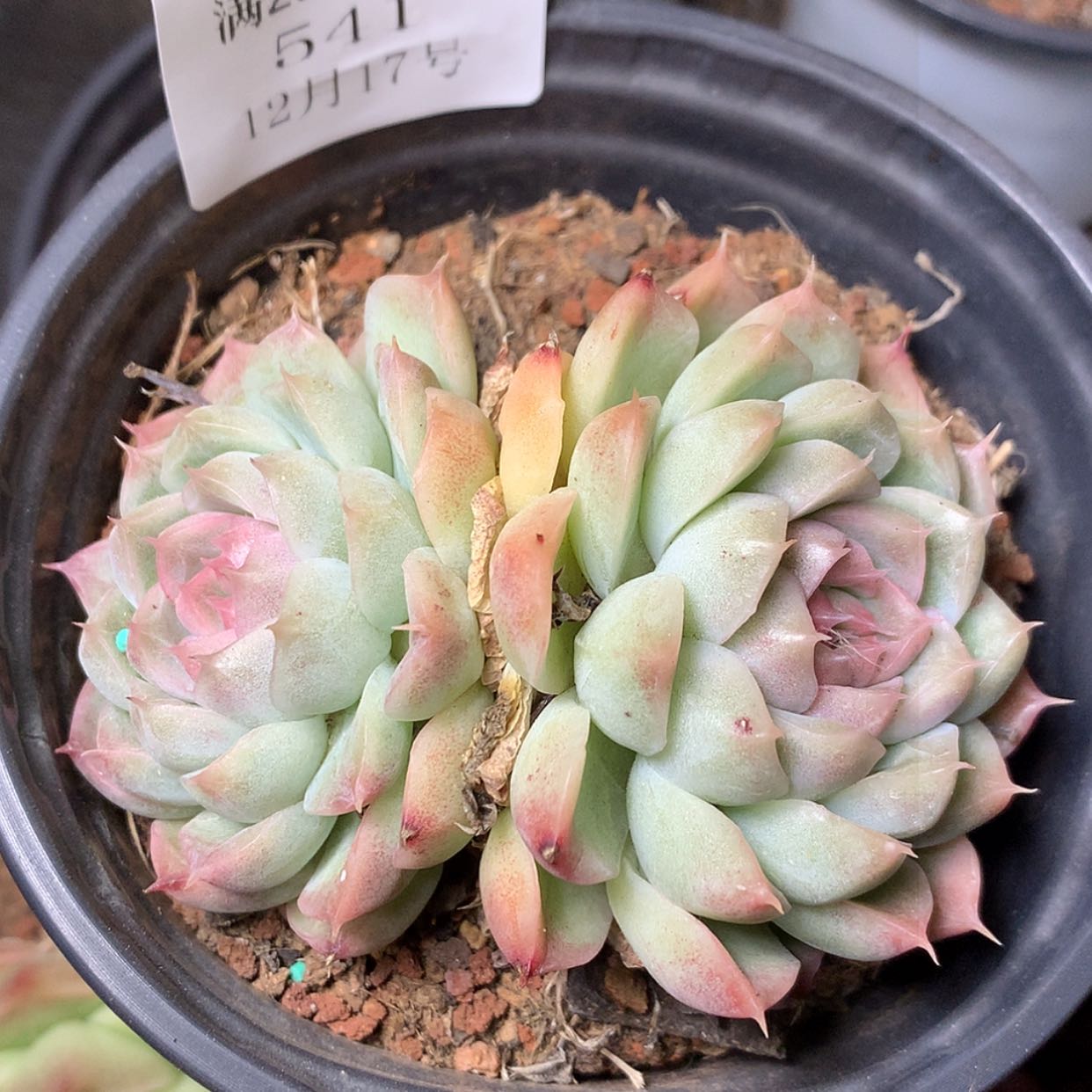 【闪购商品】云541号