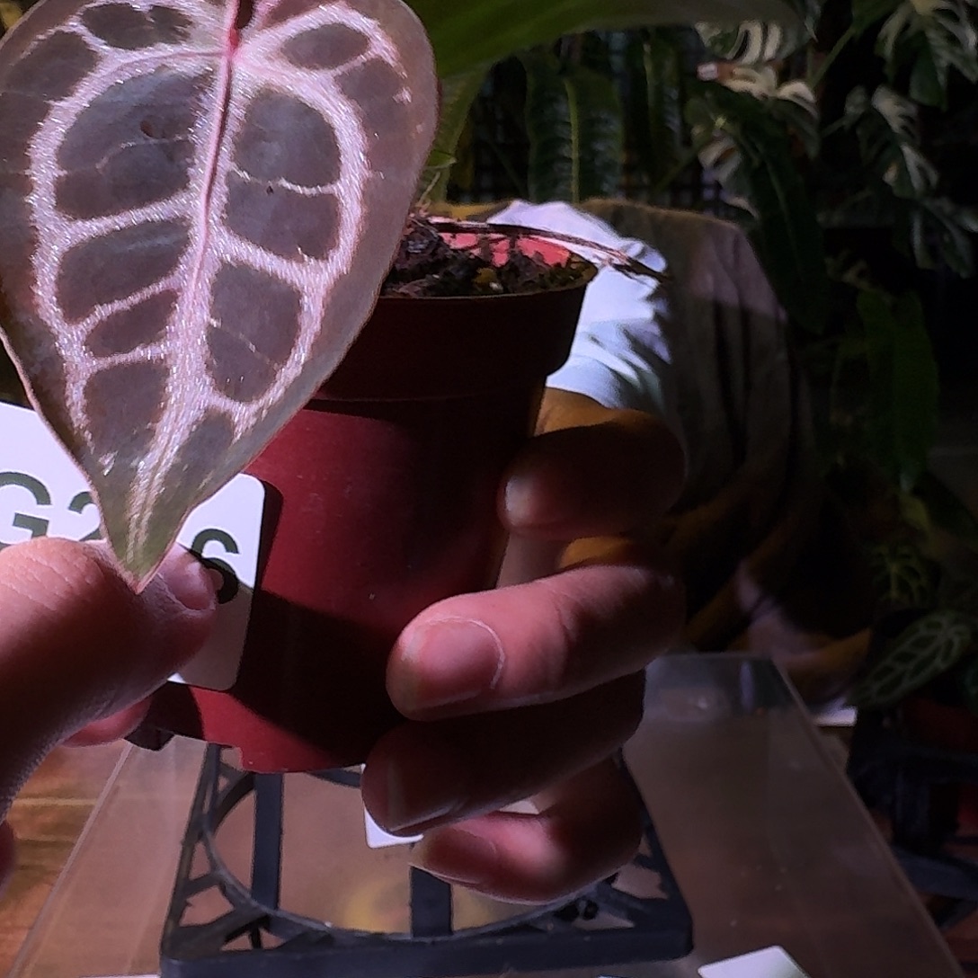 不开花植物G246skg紫水晶