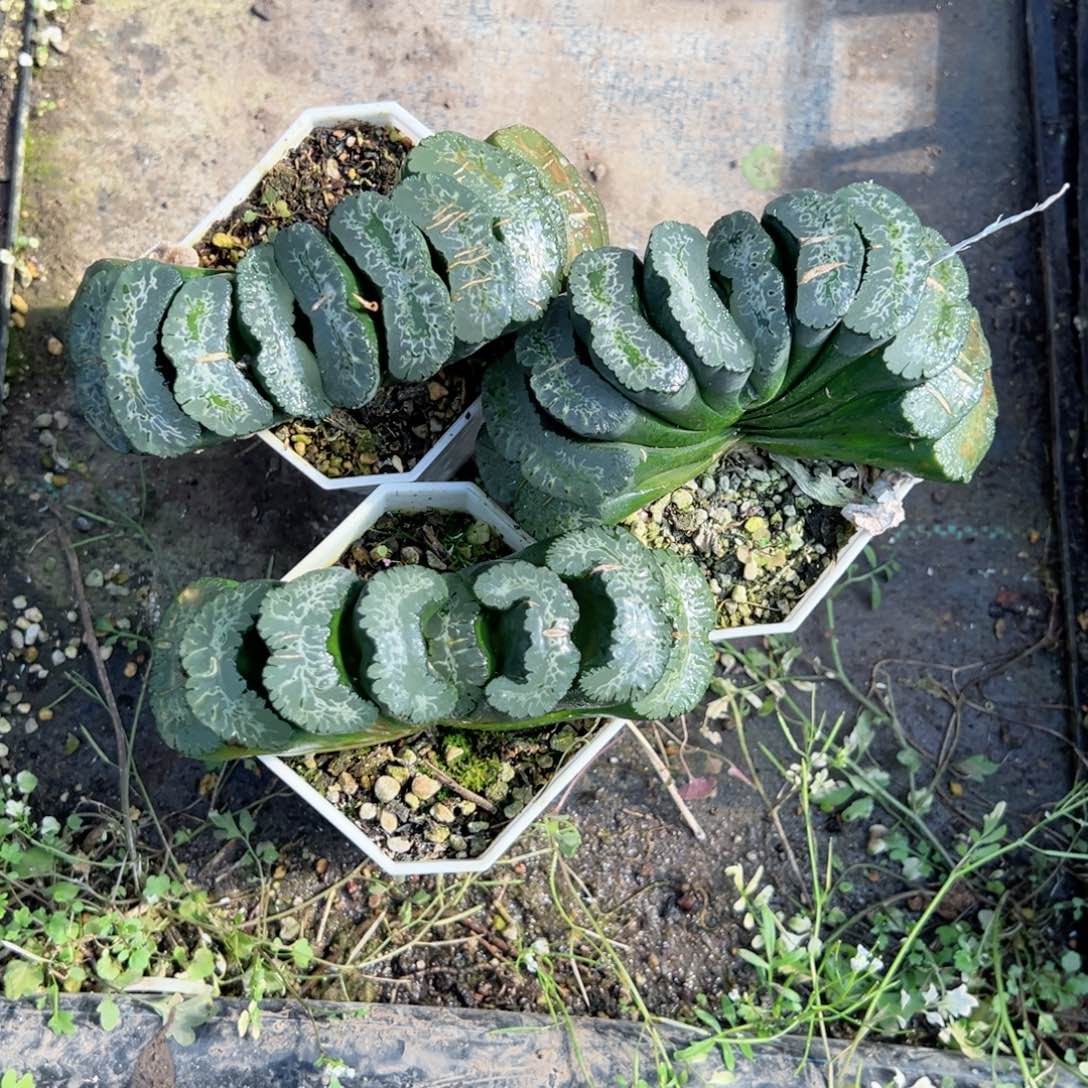 超大写乐多肉植物一颗多肉