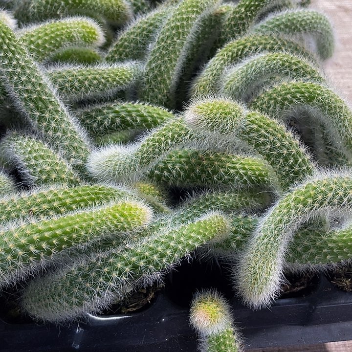 小九尾狐1元带土发货