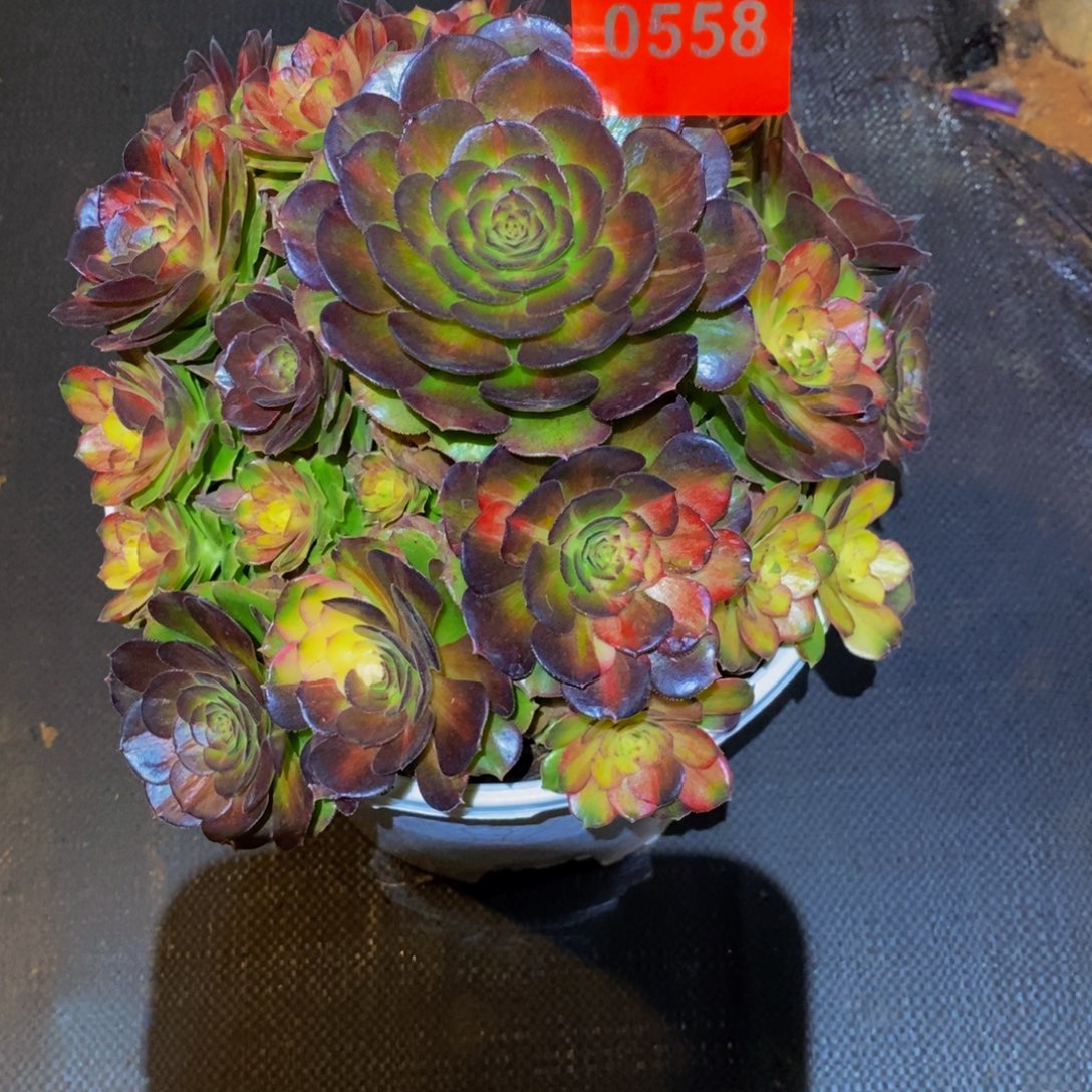 -***朵0558多肉植物海王七彩