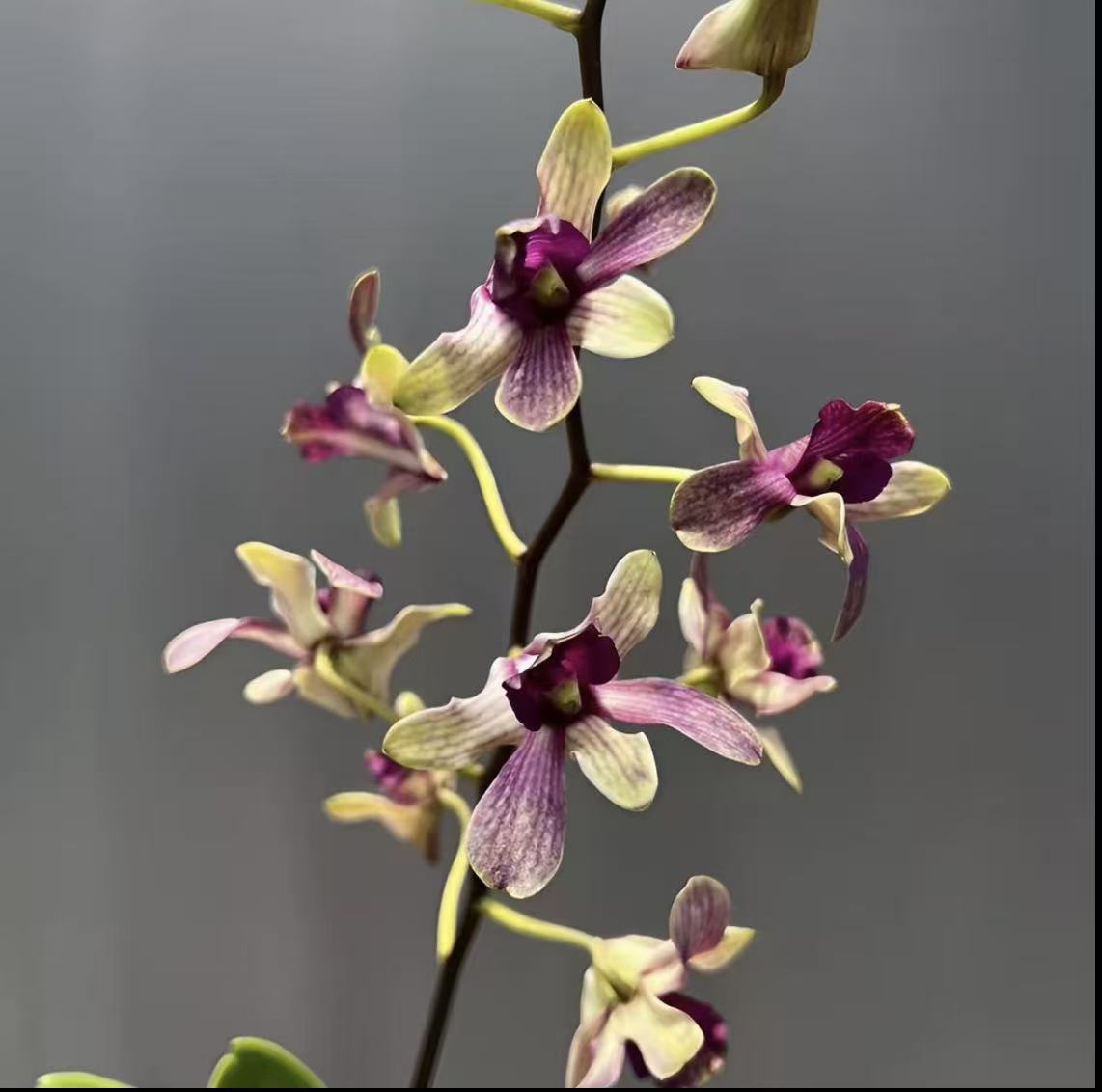 贵妃石斛兰秋石斛带花带花苞发货