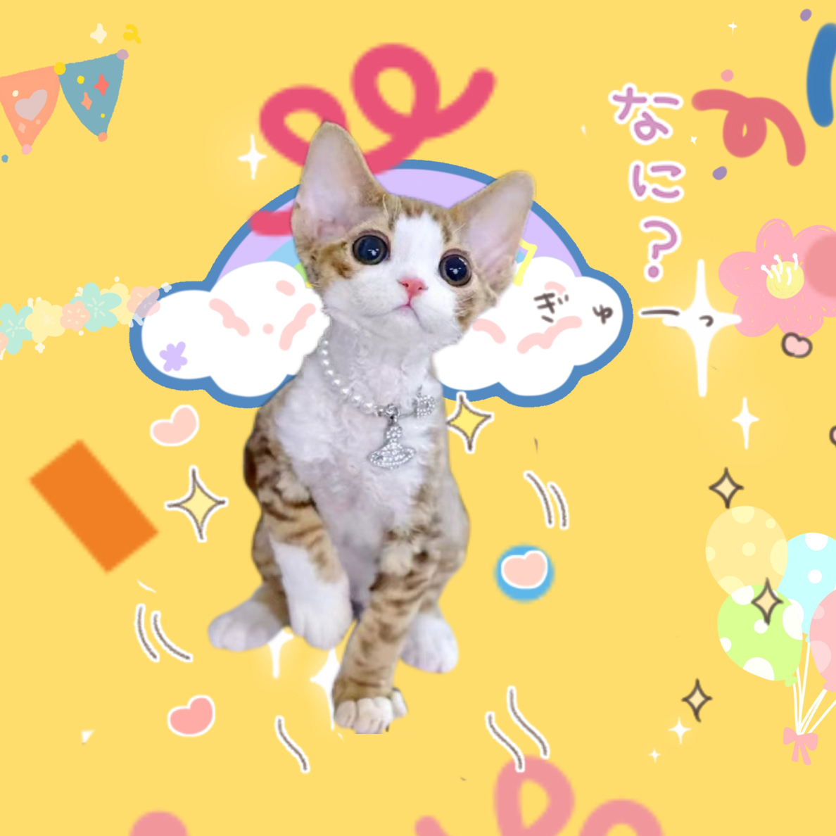 大猫er精品猫舍专属链接