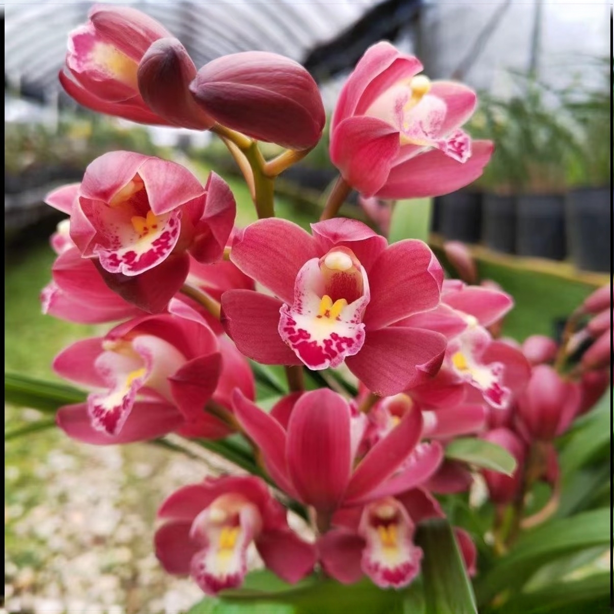 【5-8只花蕙兰红梅】室内外好养四季开花浓香型高端绿植盆栽