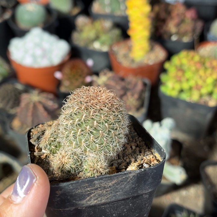 仙人球一物一拍自根