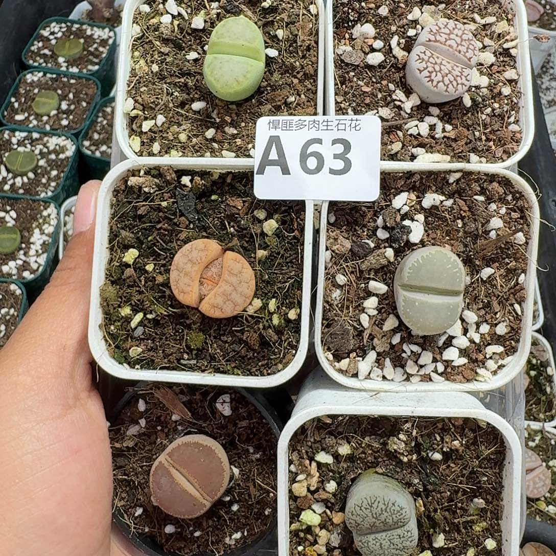 熊***M63多肉植物多肉植物