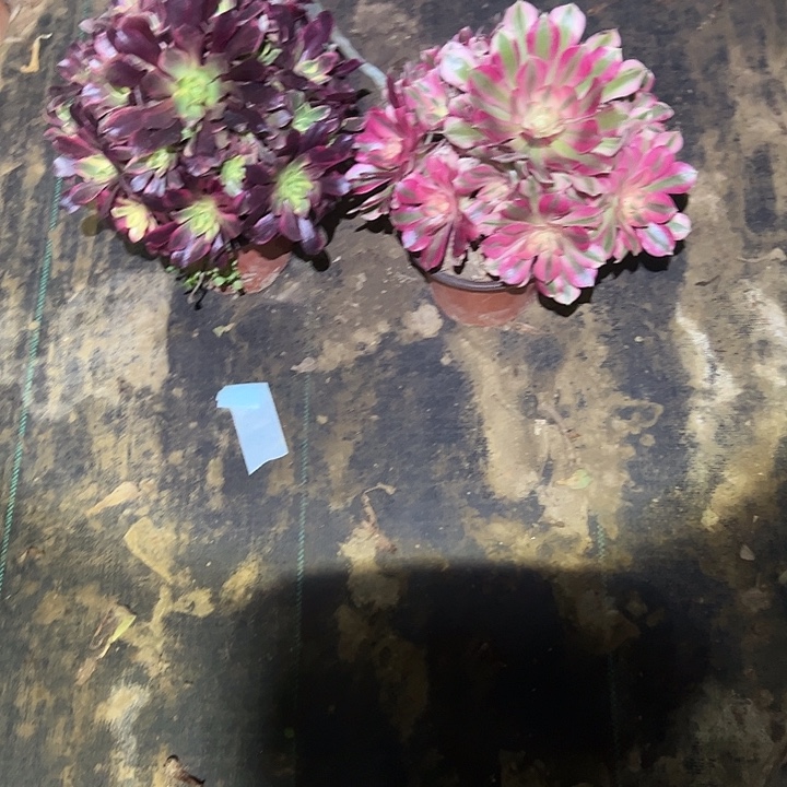 不包侧枝一物一拍58