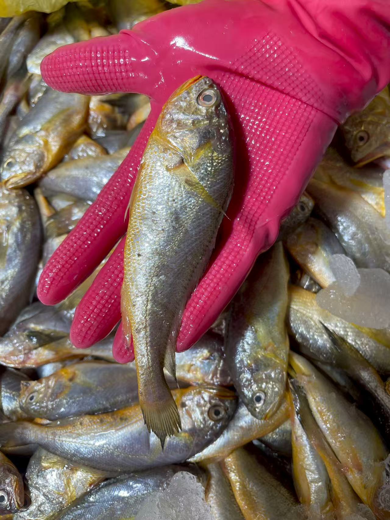 【鲜出海现称瑕疵小小黄鱼】小小黄鱼瑕疵受伤花鳞破肚等