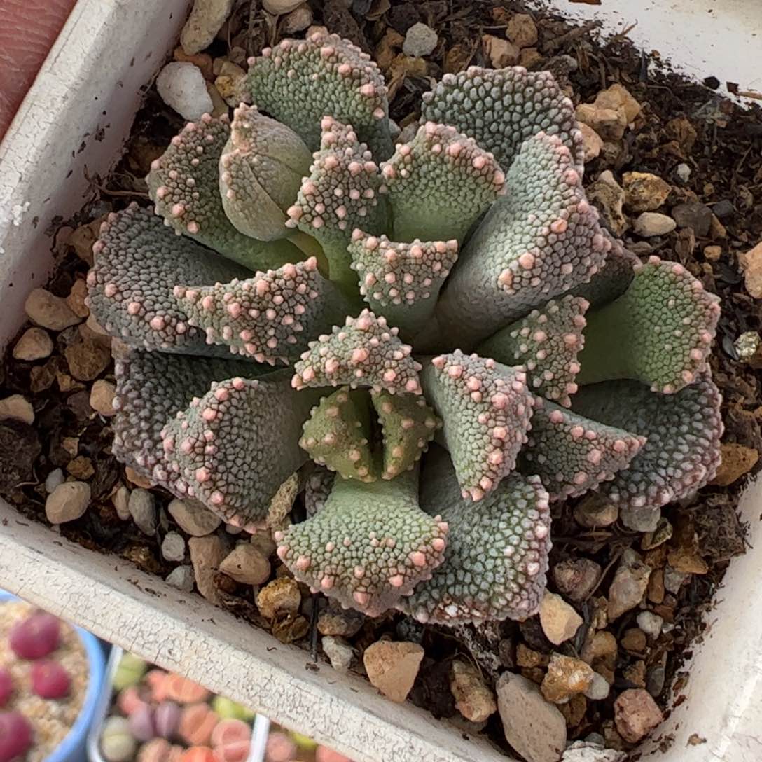 02023多肉植物百科