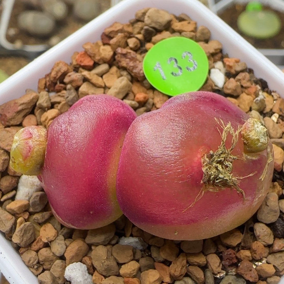 灯泡群缀化多肉植物133