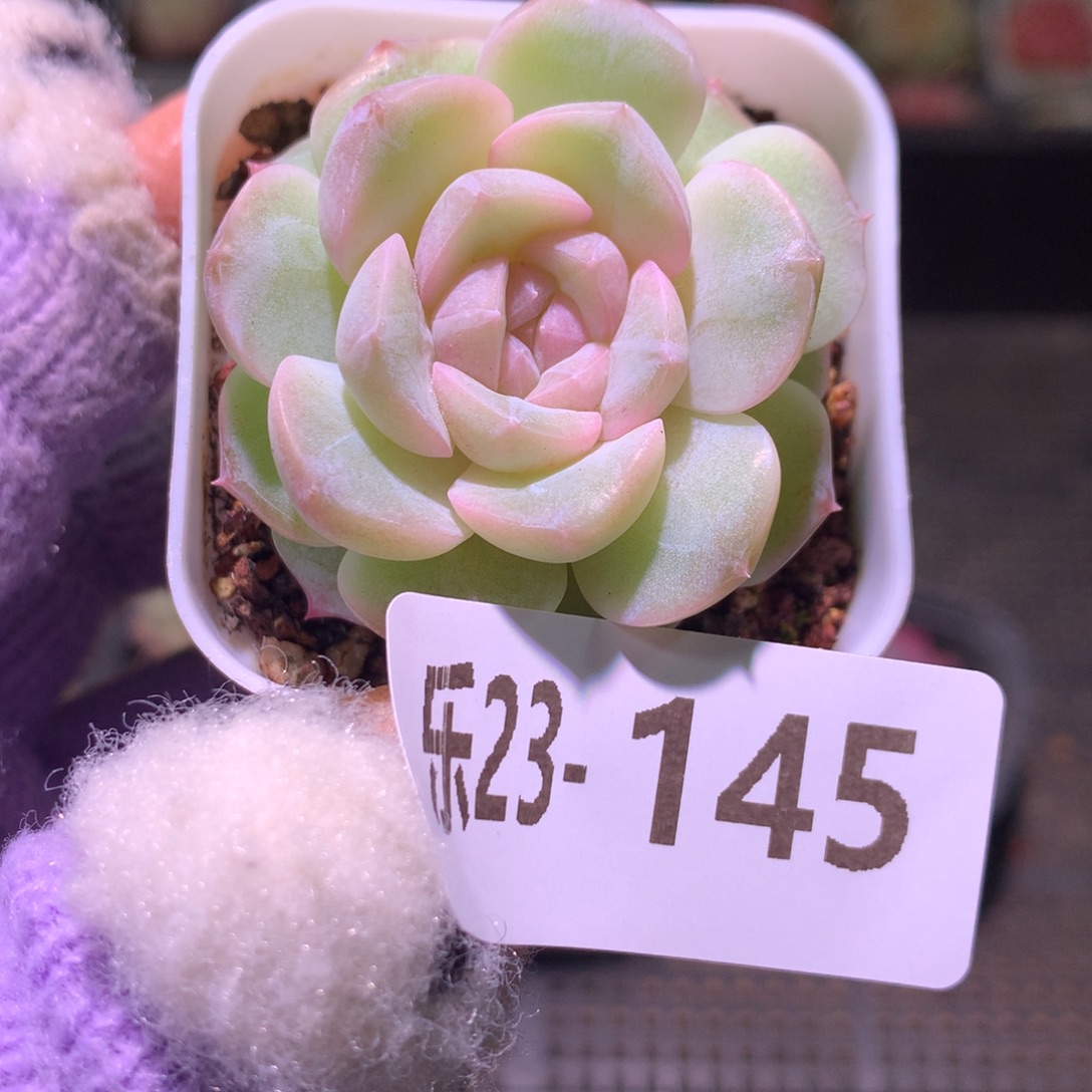 乐然23-145 福利珍妮 