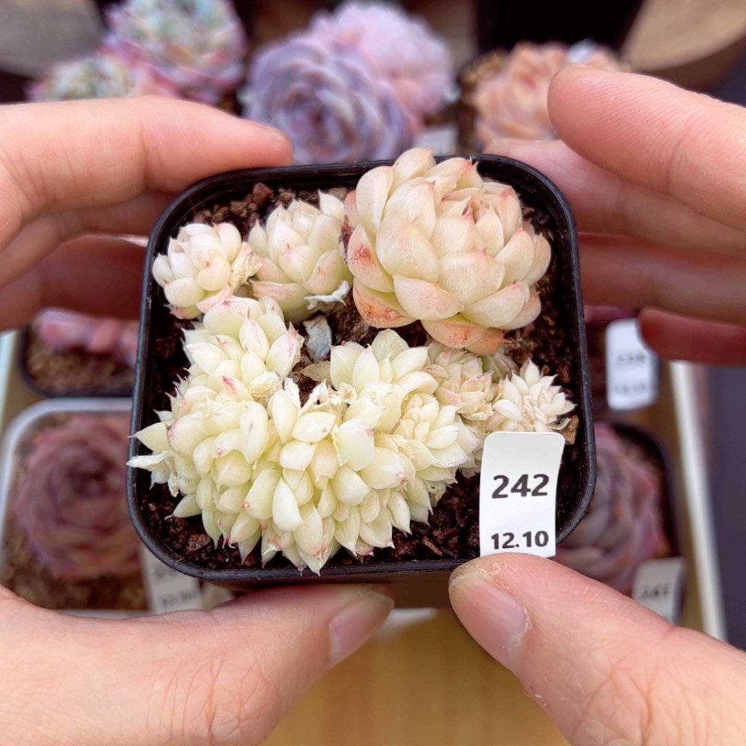 好好看242、哈哈哈哈