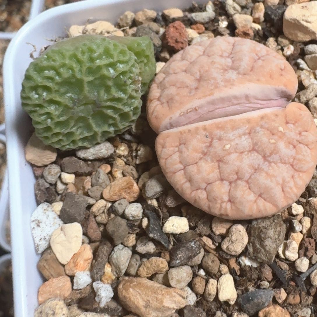 煊**闹jshsvaggssbhsyauah