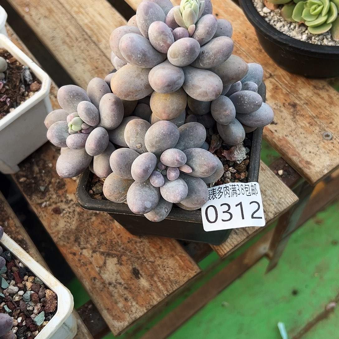 故***辞多肉一物一拍植物0312