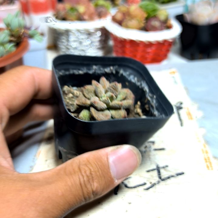 满9元包邮，，火星兔子