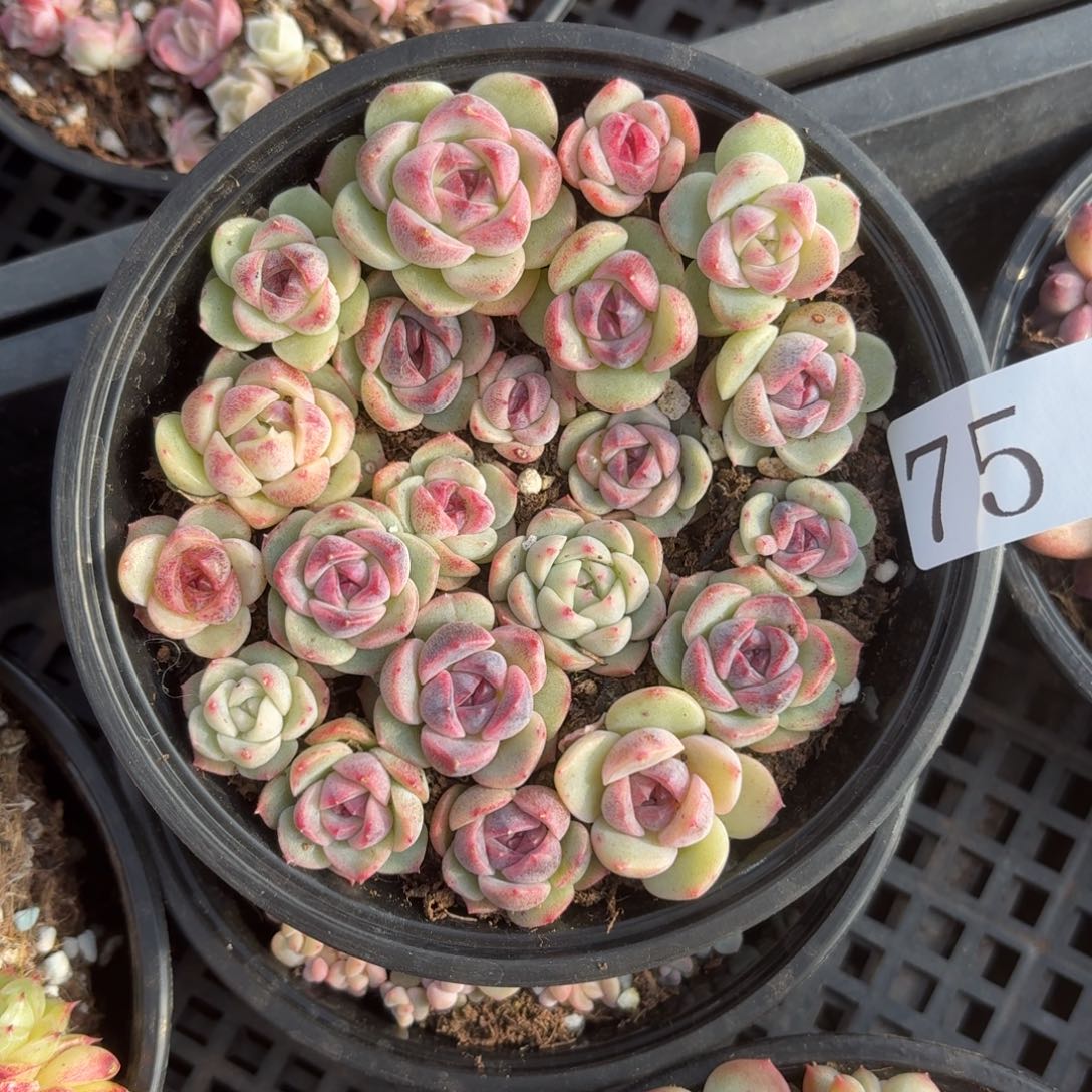 多肉植物多肉植物75