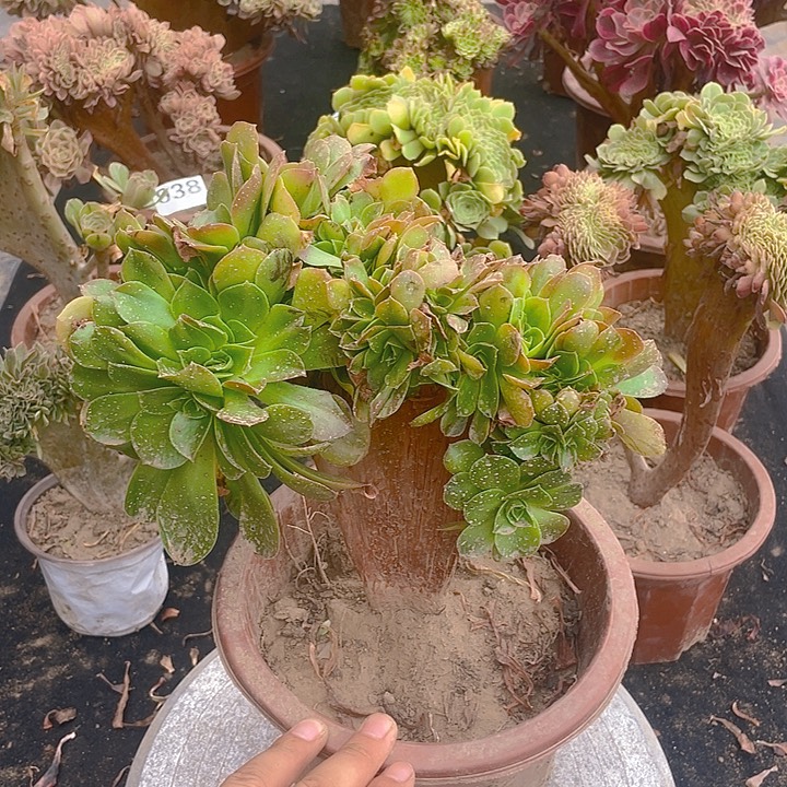 076加州香炉盘缀化整板