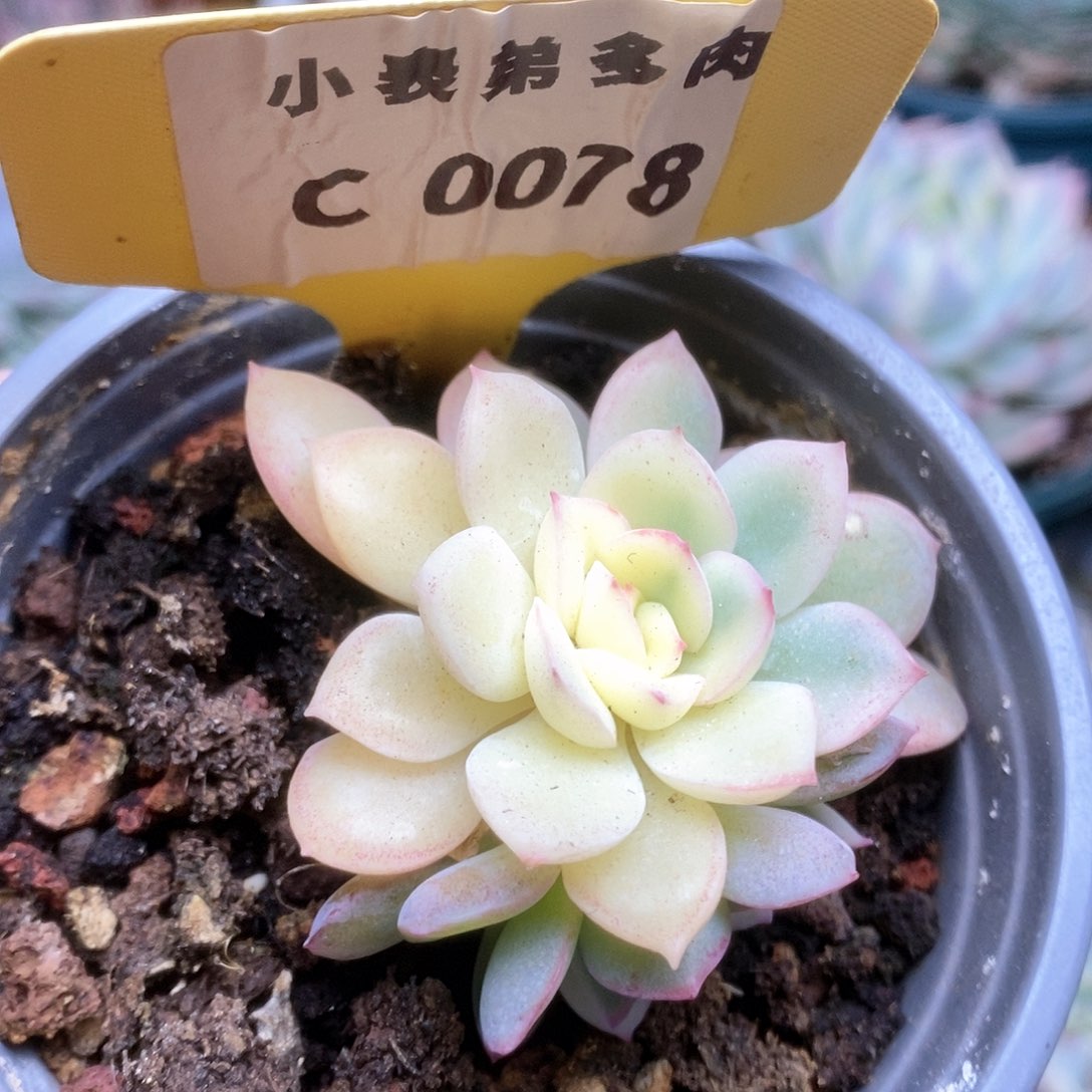 C078雨燕座锦锦锦锦锦