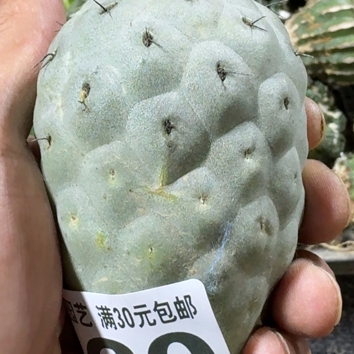 无花朵无刺佛头习侧牙860