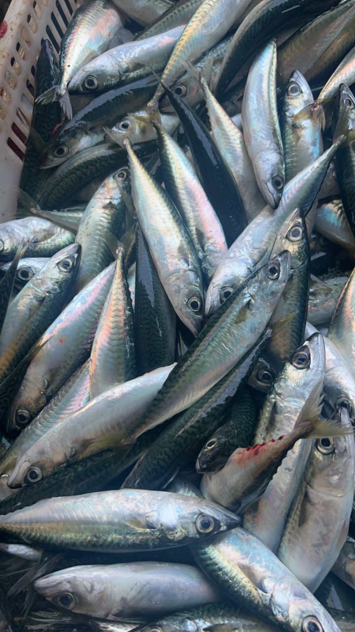  新鲜上岸海鱼浅海灯光花仙鱼