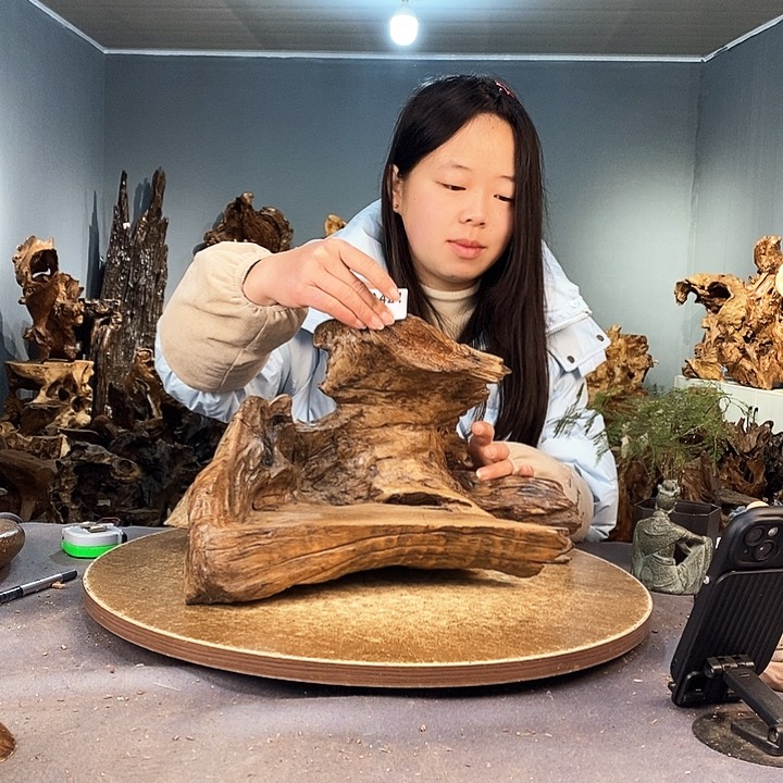 茶盏桐*421株木的随行的根艺