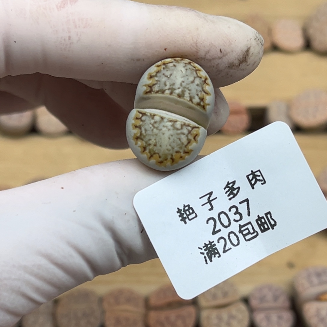 2037号一颗好看的金边饼干