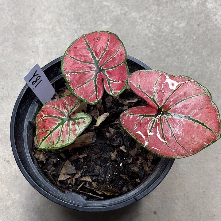 81-0215呀哈哈彩叶芋广东现货