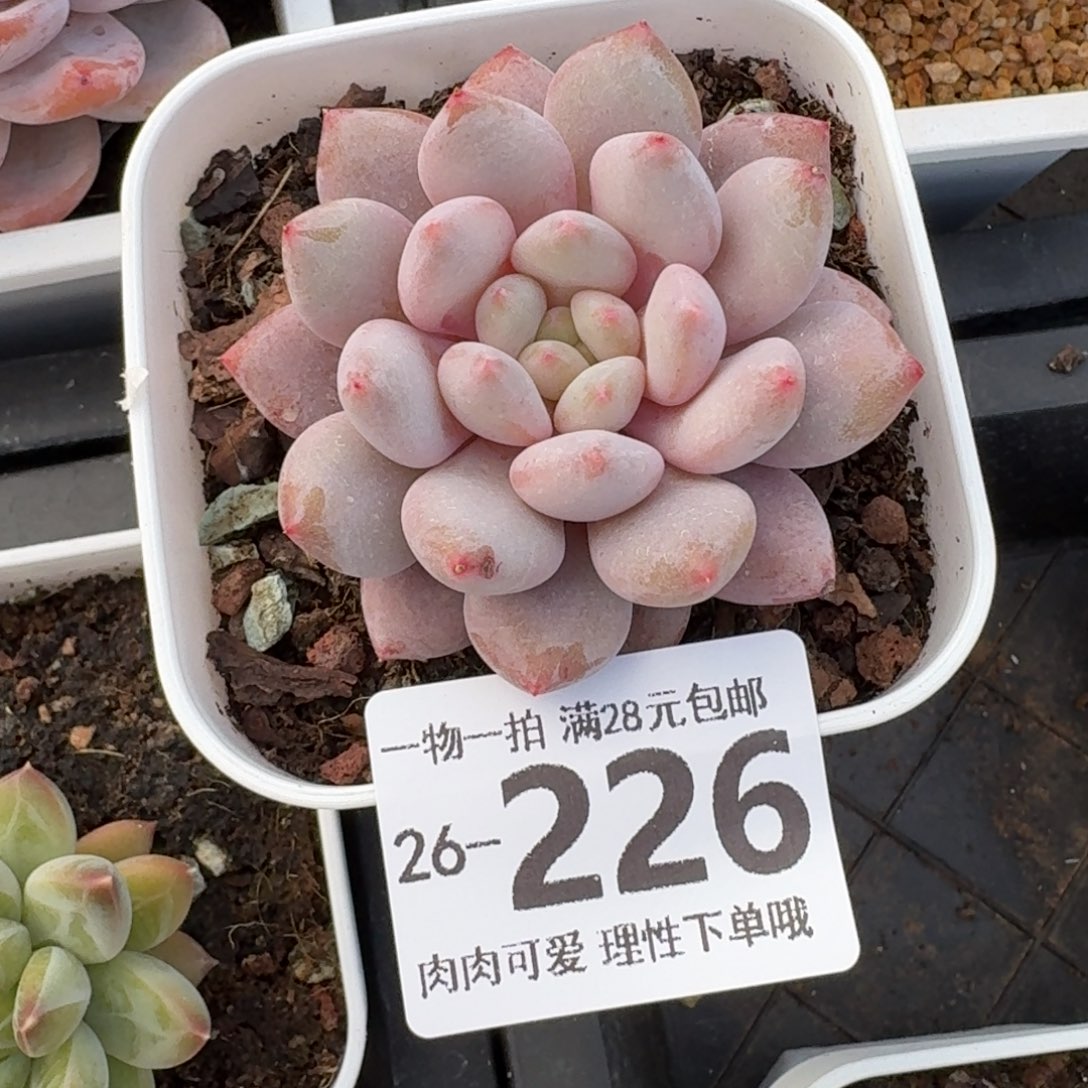 魔爪无盆土发货无