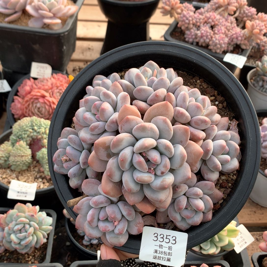 17厘米九头手捧香水多肉3353