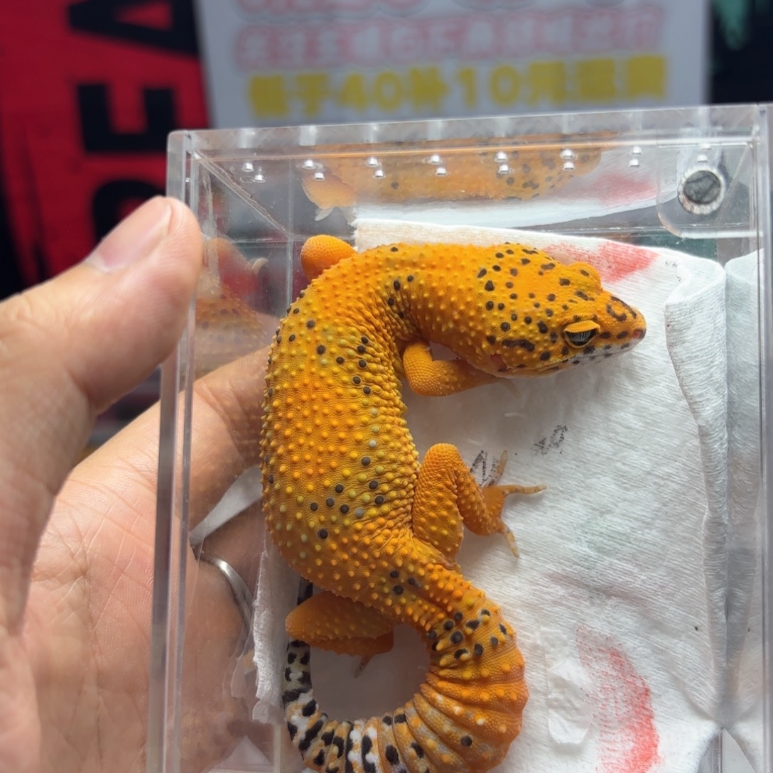 豹纹守宫血翡翠妹妹p08