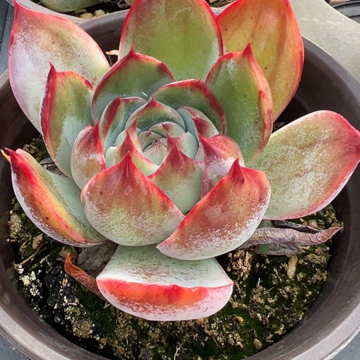 惊鸿仙子多肉植物337