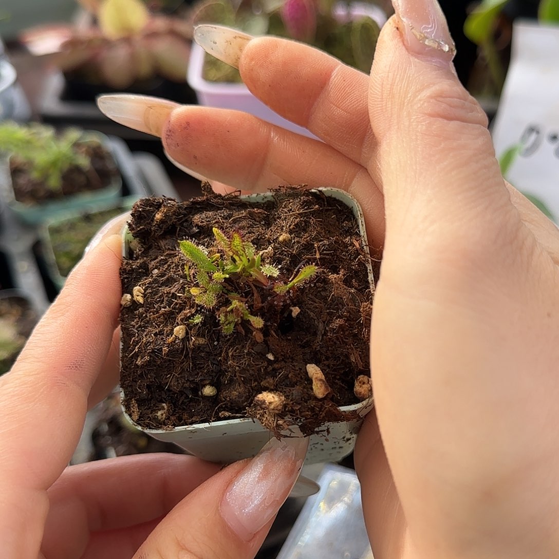 ****蕨无花朵魔菲特茅膏菜