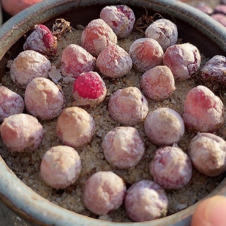 小灯泡一颗    0.7厘米以上